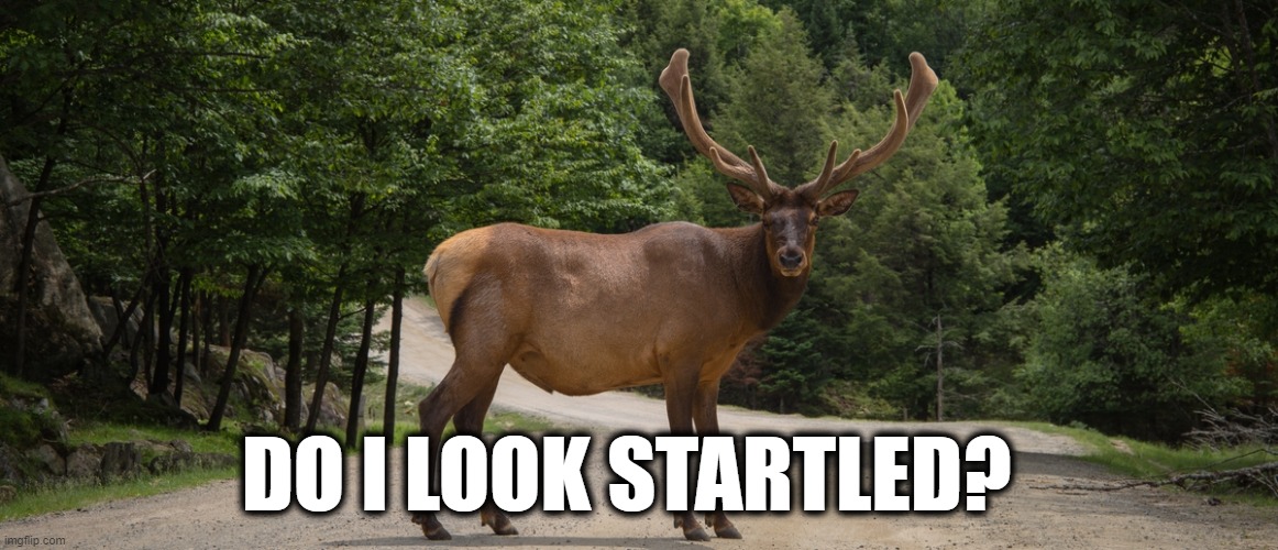 a large deer with the caption "do I look startled"